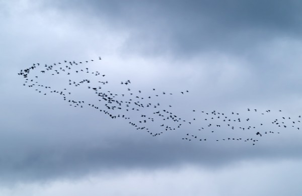 VIELÄ ILLAN HÄMÄRYYDESSÄ MUUTTI HANHIA - TÄSSÄ VALKOPOSKIA
