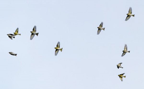 VIHERVARPUSIA ON RUNSAASTI LIIKKEELLÄ