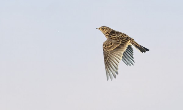 ITÄRANNALLA OLESKELEE YKSINÄINEN KIURU