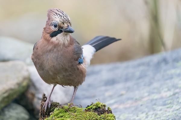 NÄRHIÄ EI OLE NÄKYNYT PARIIN PÄIVÄÄN - EIVÄT NE KAI OLE LÄHTENEET?