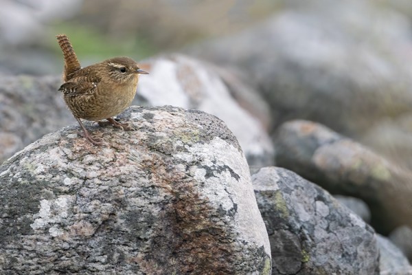 USEITA PEUKALOISIA ON EDELLEEN SAARESSA - JOKATALVINEN ILMIÖ