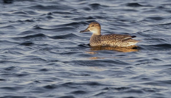 TAVI KÄVÄISI ITÄRANNALLA