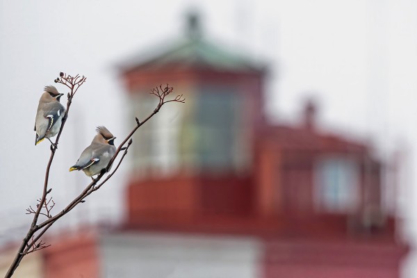 PIENIÄ TILHIPARVIA VIIVYTTELEE VIELÄ SAARESSA