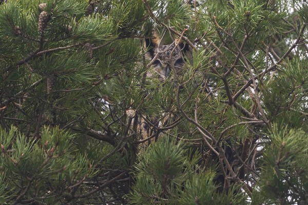HUUHKAJA TORKKUI GAMLA POSTENILLA, PIILOSSA TIETYSTI