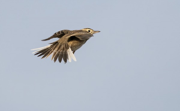 ISOKIRVINEN ON LÄHES JOKASYKSYINEN VIERAS ITÄNIITYLLÄ