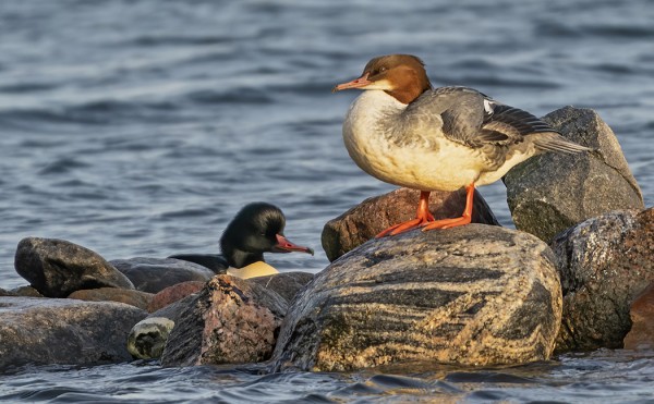 ISOKOSKELOITA UTÖN SATAMASSA