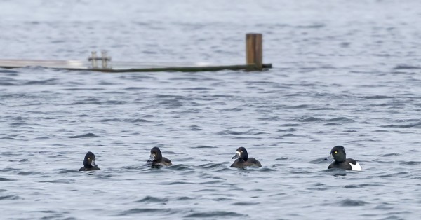 TUKKASOTKAT JA LAPASOTKA