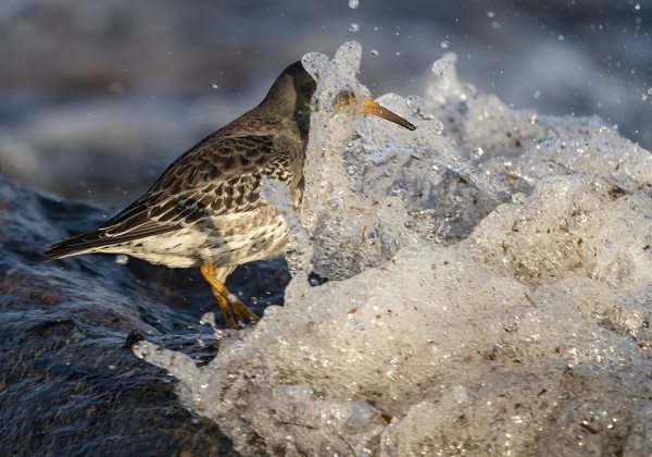MERISIRRITKÄÄN EIVÄT AINA EHDI AALTOJEN ALTA POIS