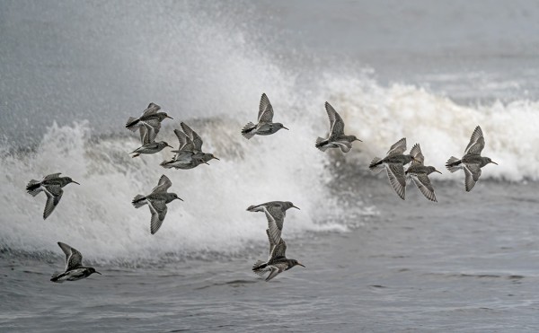 MERISIRREJÄ ON MUKAVA KUVATA