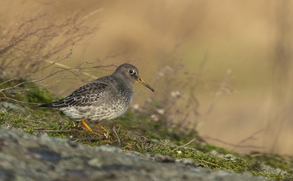 MERISIRRIT RUOKAILEVAT - YLLÄTTÄEN - VÄLILLÄ AIKA KAUKANAKIN RANNASTA, ESIM KALLIOILLA SAMMALTEN KESKELLÄ
