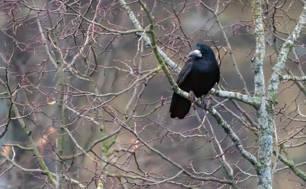 mustavaris_01_Turku_01_20