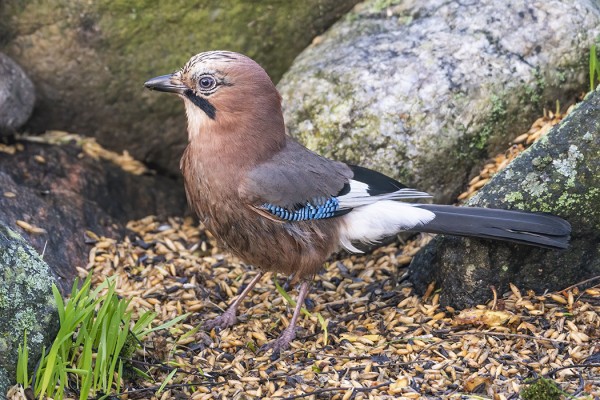 NÄRHET KÄYVÄT SILLOIN TÄLLÖIN MEIDÄN RUOKINNALLA
