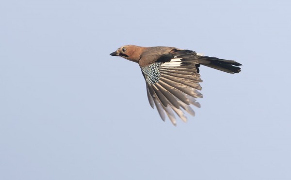 NÄRHET OVAT EDELLEEN ILONAMME