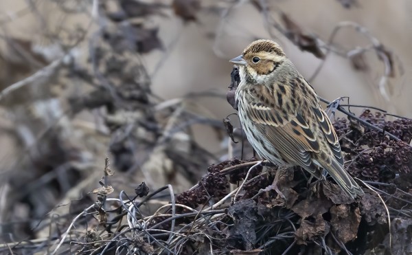 LOPPUSYKSYLLÄ LÖYTYNYT PIKKUSIRKKU JÄI TALVEHTIMAAN SAAREEN