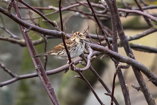 PIKKUSIRKKU LÖYTYY AINA HYVIN SUPPEALTA ALUEELTA