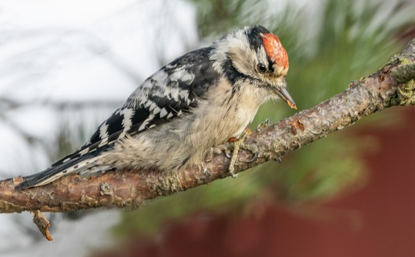 PIKKUTIKKA EI OLE LÄHESKÄÄN JOKAVUOTINEN LAJI UTÖSSÄ