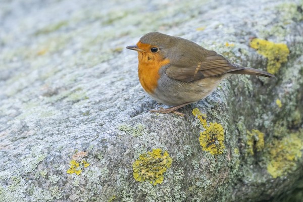 PUNARINTOJA TALVEHTII MUUTAMIA, AINAKIN 6-8