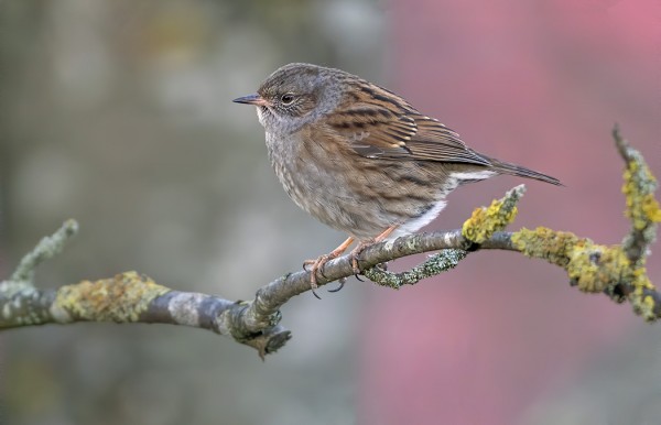 RAUTIAINEN YRITTÄÄ LÄHES JOKA VUOSI TALVEHTIA UTÖSSÄ