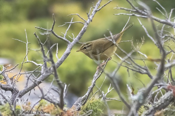 SIPERIANUUNILINTU OLI SYKSYN HARVINAISIN LAJI (Kuva: Antti Peuna)