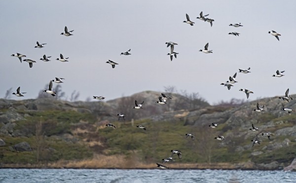 UTÖSSÄ TALVEHTII PUOLISEN SATAA TELKKÄÄ MUTTA EI YHTÄÄN TUKKASOTKAA!