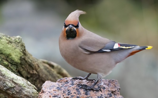 TILHET ALKAVAT JO HIIPUA SAARESTA