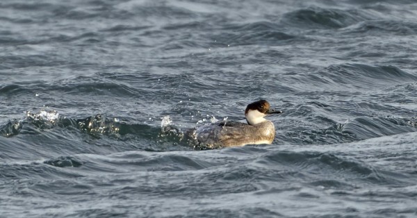 PARI NAARAS UIVELOAKIN OLI ILMAANTUNUT SATAMAAN