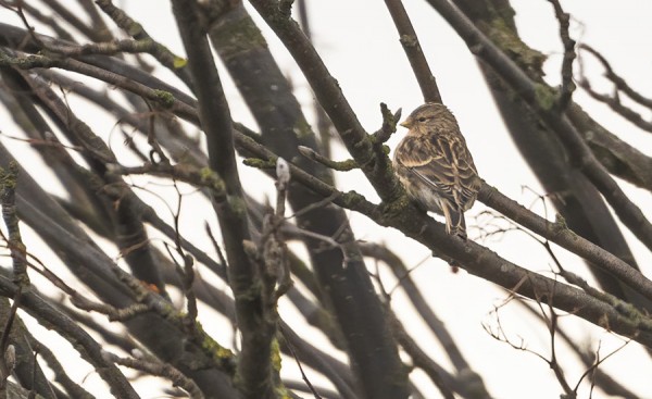 KAUKAA OTETTU DOKUMENTTITASON KUVA ITÄRANNAN VUORIHEMPOSTA