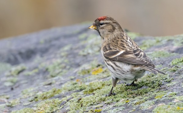 PIENIÄ MÄÄRIÄ URPIAISIA NÄKYY SAARESSA SILLOIN TÄLLÖIN
