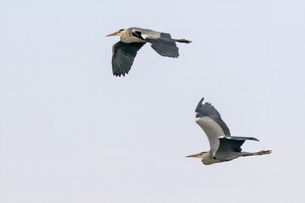 PARI HARMAAHAIKARAA PYÖRÄHTI SAARELLA