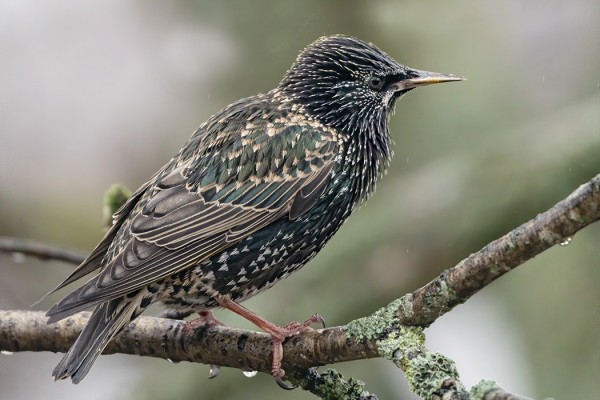 SAARESSA PESIVIÄ KOTTARAISIA ON SAAPUNUT JO RUNSAASTI