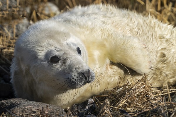 KUUTTI HERÄTTI SYMPATIOITA