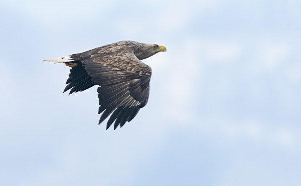 MERIKOTKIA NÄKYY PÄIVITTÄIN 15-30 YKSILÖÄ