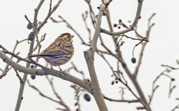 PIKKUSIRKKU EDELLEEN VIIPYY SAARESSA