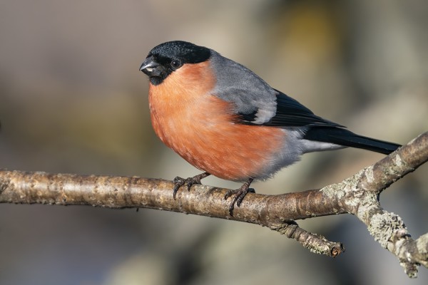 PUNATULKKUJA NÄKEE UTÖSSÄ KEVÄISIN VARSIN VÄHÄN