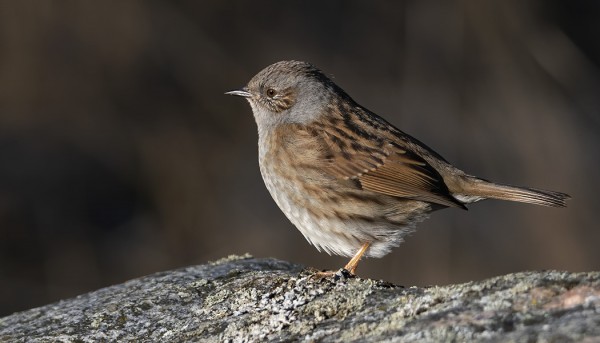 RAUTIAISTEN MUUTTO ON JO HYVÄSSÄ VAUHDISSA