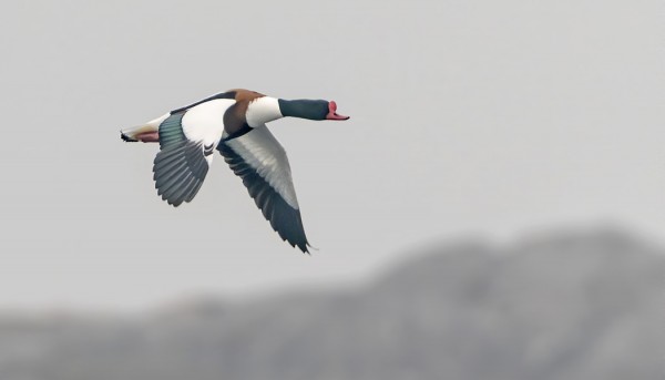 ristisorsa_03_Korppoo_03_20