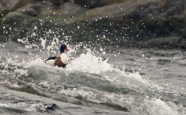 PARI RISTISORSAA VIIHTYI TYRSKYISSÄ