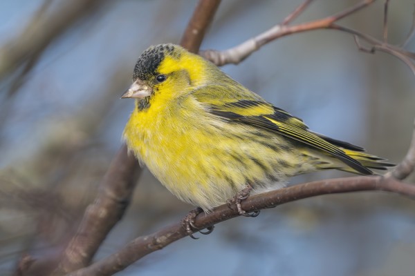 VIHERVARPUSIA ON SAARESSA NYT MUUTAMIA KYMMENIÄ