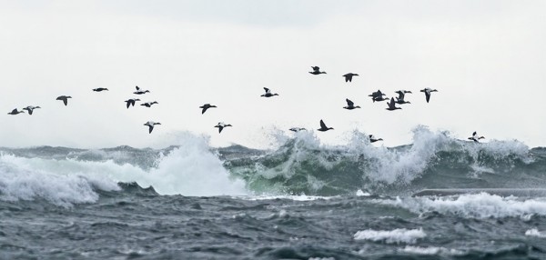 HAAHKOJA LIIKKUI MYRSKYÄVÄLLÄ MERELLÄ