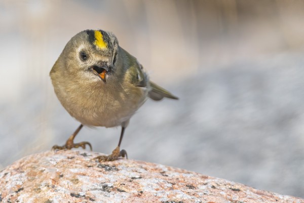 HIPPIÄINEN ON KEVÄISIN VÄHÄLUKUINEN