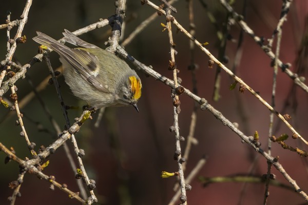 HIPPIÄISIÄ NÄKYY MUUTAMA PÄIVITTÄIN