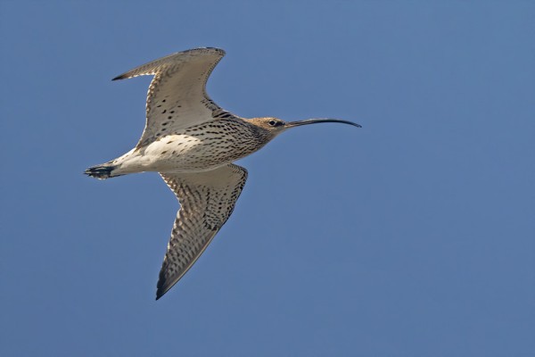 KUOVIMUUTTO ON KÄYNNISSÄ