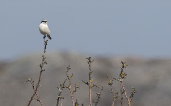 ISOLEPINKÄISIÄ ON NÄKYNYT VASTA PARI YKSILÖÄ