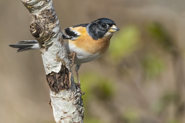 KOIRAS JÄRRIPEIPOT OVAT NYT KOMEASSA PUVUSSA