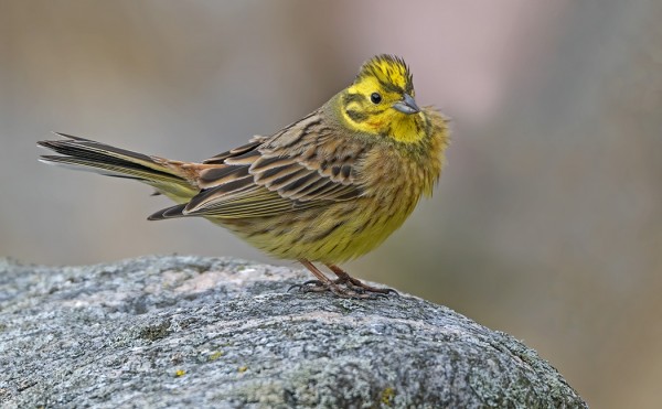 KELTASIRKKUJA ON ILMAANTUNUT USEITA