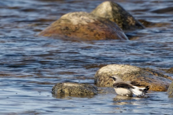 KEVÄÄN EKA KIVITASKU LÖYTYI KYLPEMÄSTÄ RANTAVEDESSÄ
