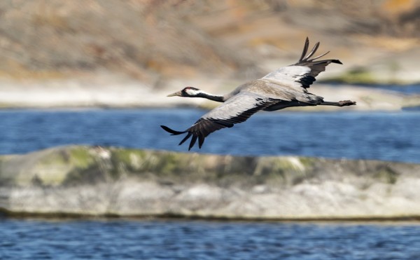 KURKI ITÄRANNALLA OLI OUTO NÄKY, YLEENSÄ OVAT VAIN YLILENTÄVIÄ