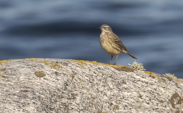 LUOTOKIRVISILLÄ ON AINAKIN KAKSI REVIIRIÄ PÄÄSAARELLA