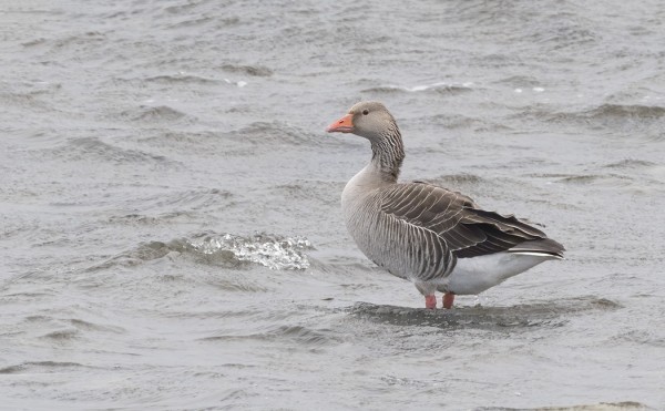 MERIHANHIA PYÖRII SAAREN RANNOILLA 4-6 YKSILÖÄ, HAKEVAT REVIIREJÄ