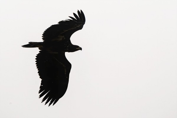 MERIKOTKIA NÄKEE USEITA PÄIVITTÄIN